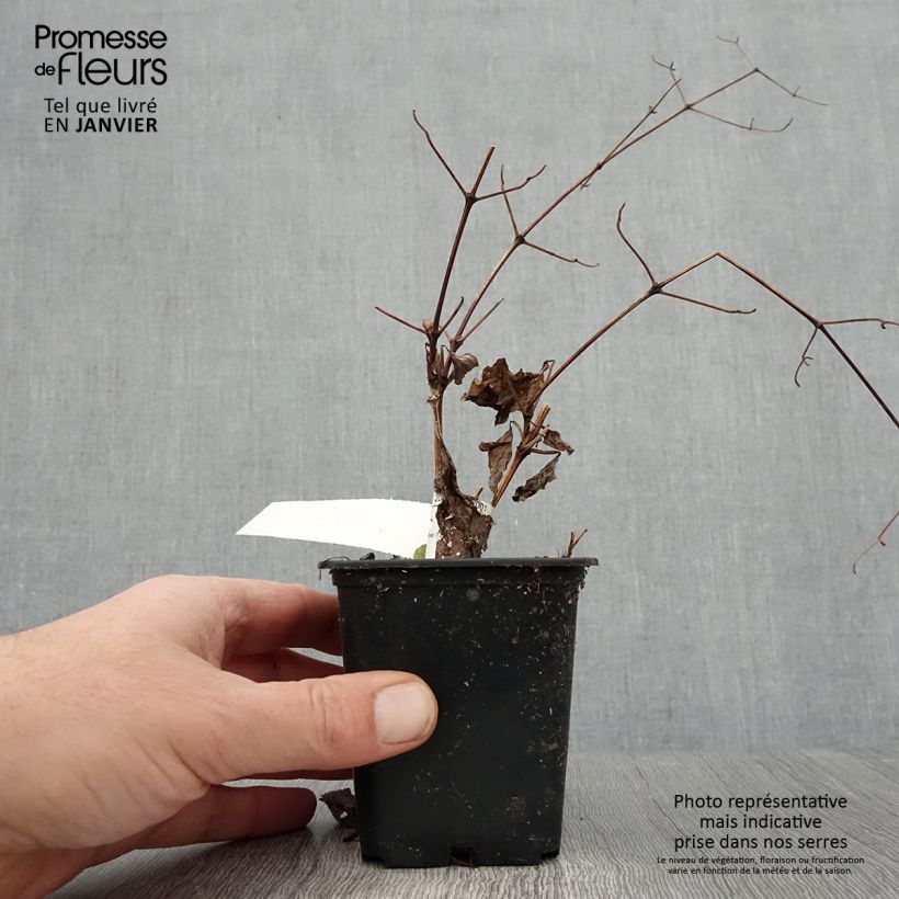 Spécimen de Clématite Blekitny Aniol (Blue Angel) Godet de 8/9 cm tel que livré en hiver