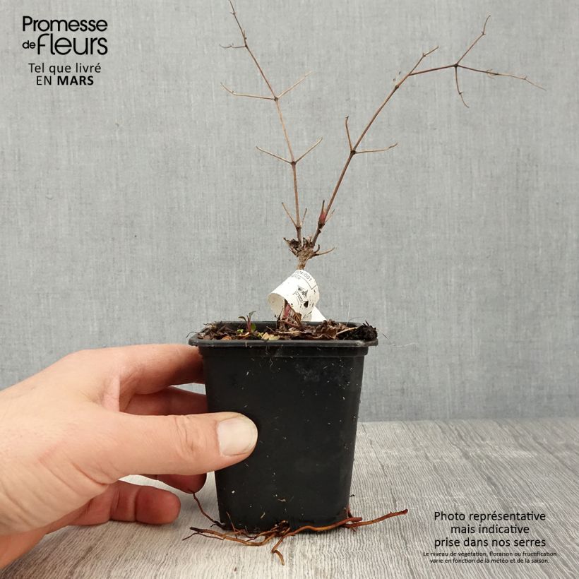 Spécimen de Clématite Blekitny Aniol (Blue Angel) Godet de 8/9 cm tel que livré au printemps