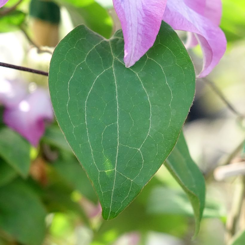 Clématite - Clematis Abilene (Feuillage)