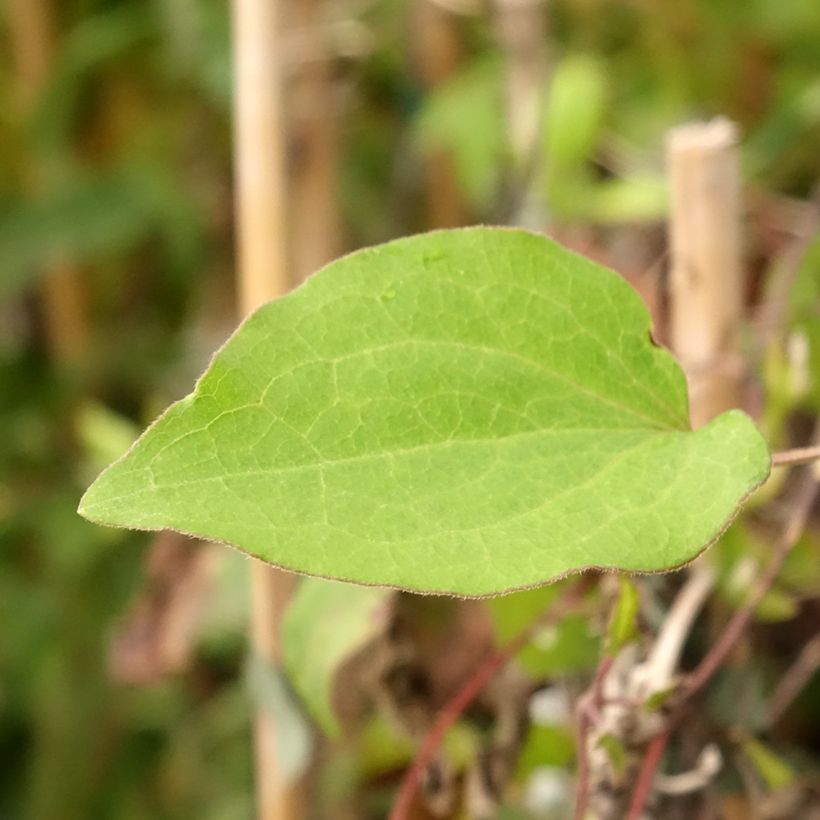 Clématite - Clematis Alice Fisk (Feuillage)
