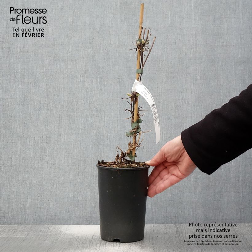Spécimen de Clématite - Clematis alpina Francis Rivis Pot de 2L/3L tel que livré en hiver