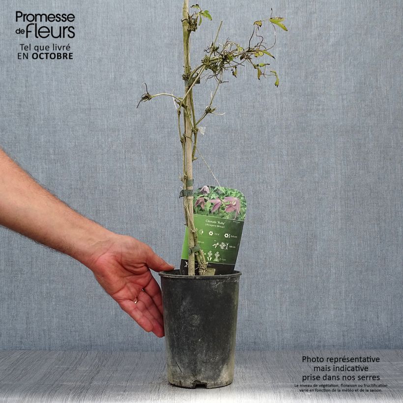 Spécimen de Clématite - Clematis alpina Ruby Pot de 2L/3L tel que livré en automne