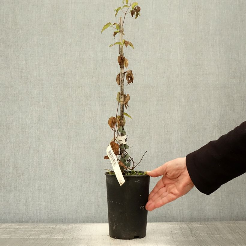 Spécimen de Clématite - Clematis Andromeda Pot de 2L/3L tel que livré en automne