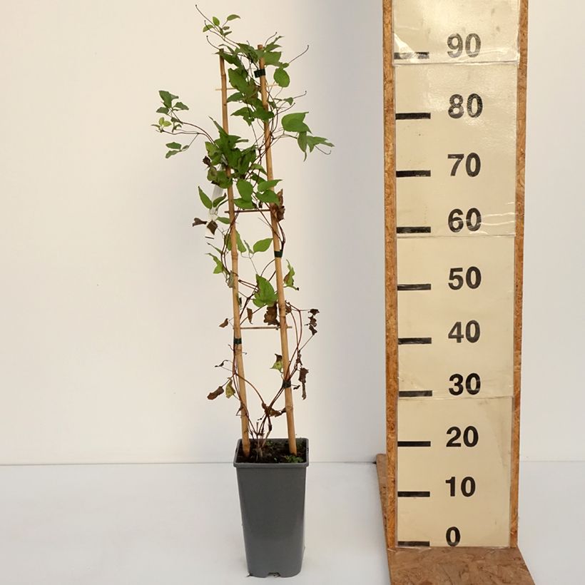 Spécimen de Clématite - Clematis Anna Louise Pot de 3L/4L tel que livré en automne
