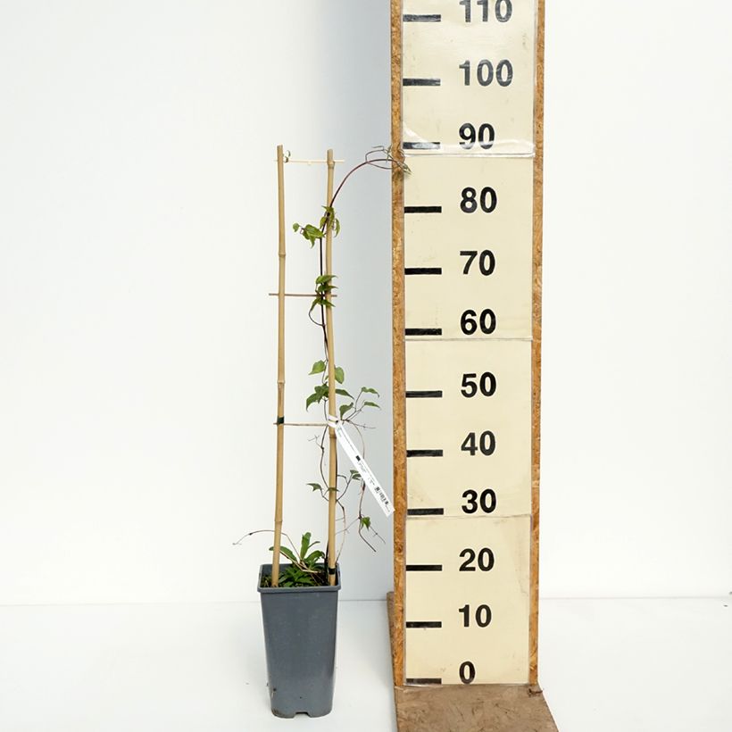 Spécimen de Clématite - Clematis Anna Louise Pot de 3L/4L tel que livré au printemps