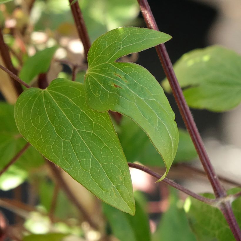 Clématite - Clematis Anna Louise (Feuillage)