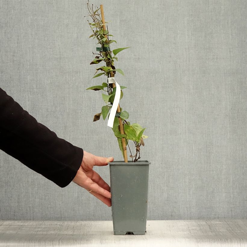 Spécimen de Clématite - Clematis Arabella Pot de 1,5L/2L tel que livré en automne