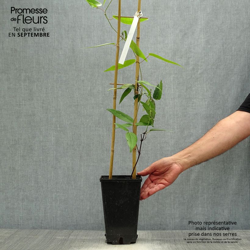 Spécimen de Clématite - Clematis armandii Hendersonii Rubra Pot de 2L/3L tel que livré en automne