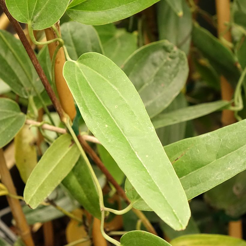 Clématite - Clematis armandii Hendersonii Rubra (Feuillage)