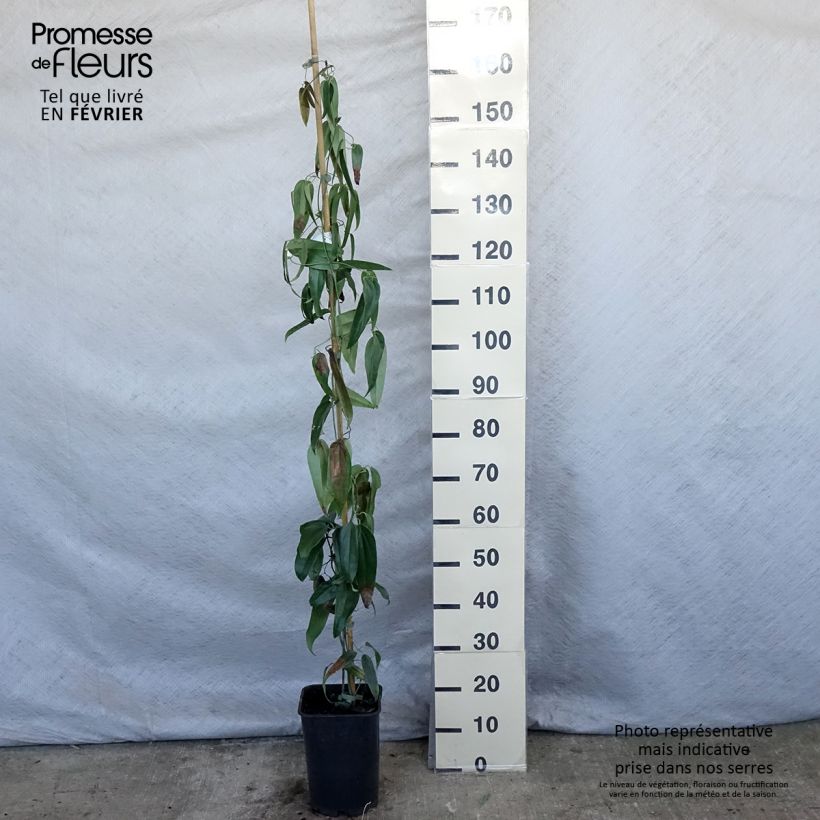 Spécimen de Clématite - Clematis armandii Pot de 4L/5L, Palissé tel que livré en hiver