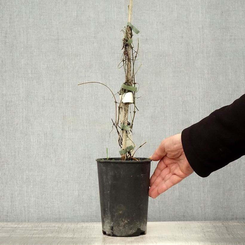 Spécimen de Clématite - Clematis Asao Pot de 2L/3L tel que livré en automne