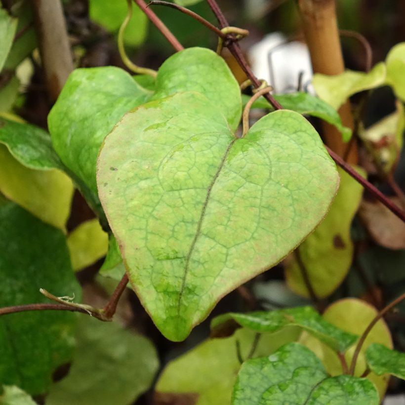 Clématite - Clematis Asao (Feuillage)