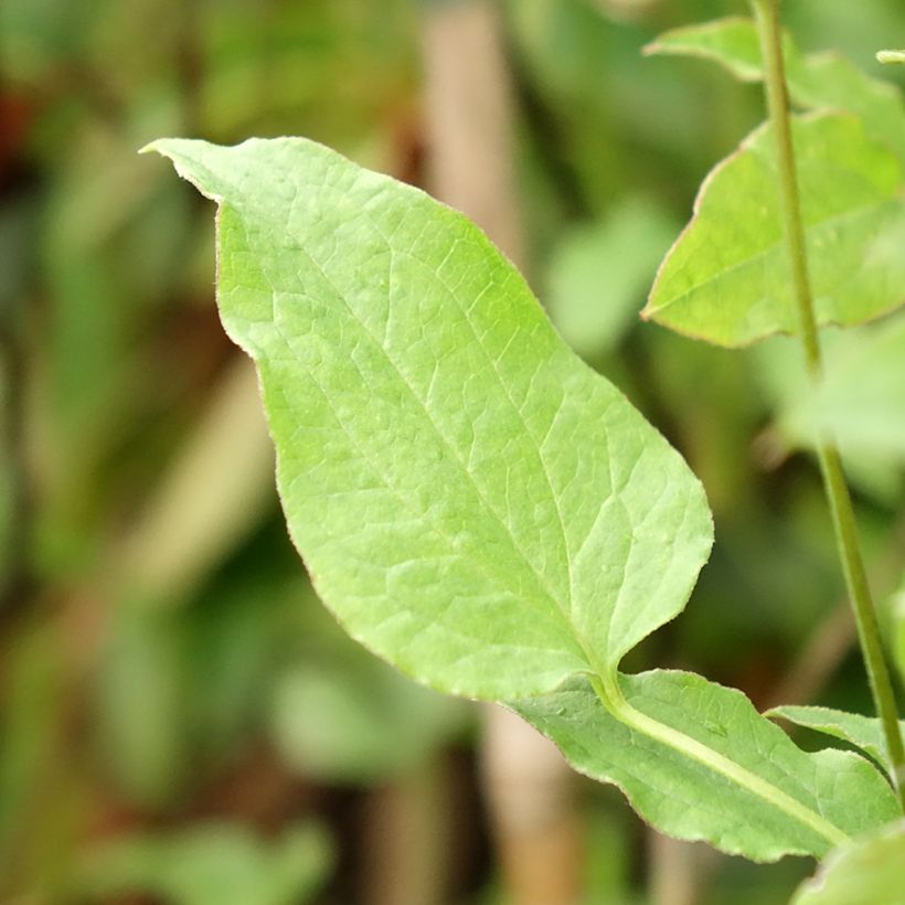Clématite - Clematis Astra Nova (Feuillage)