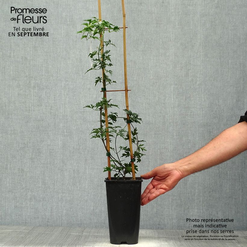 Spécimen de Clématite - Clematis Avalanche®  Pot de 2L/3L tel que livré en automne