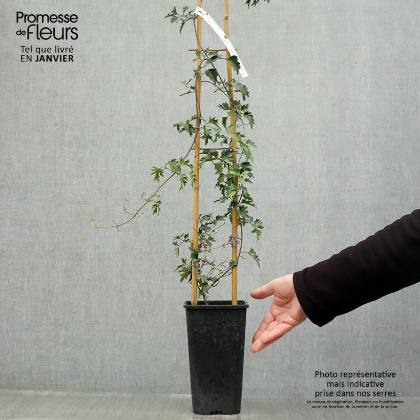 Spécimen de Clématite - Clematis Avalanche®  Pot de 2L/3L tel que livré en hiver