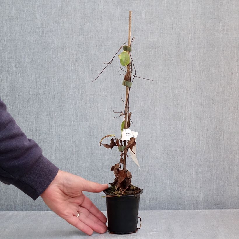 Spécimen de Clématite - Clematis Barbara Harrington Godet de 8/9 cm tel que livré en automne