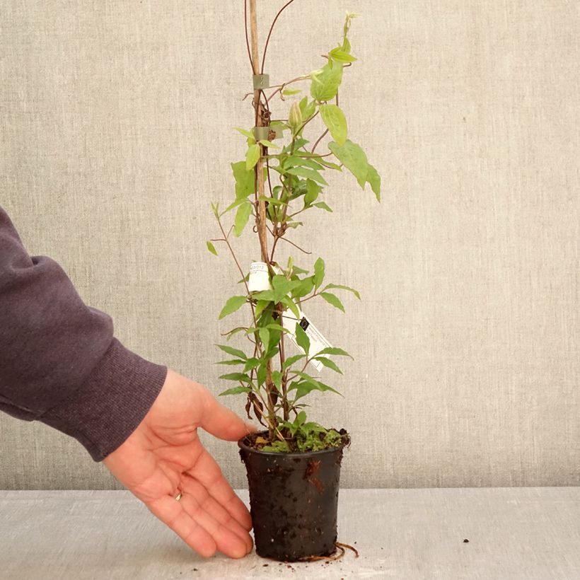 Spécimen de Clématite - Clematis Barbara Harrington Godet de 8/9 cm tel que livré au printemps
