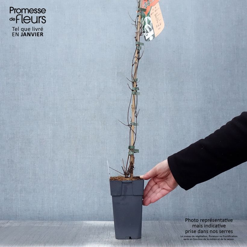 Spécimen de Clématite - Clematis Beautiful Bride Pot de 2L/3L tel que livré en hiver