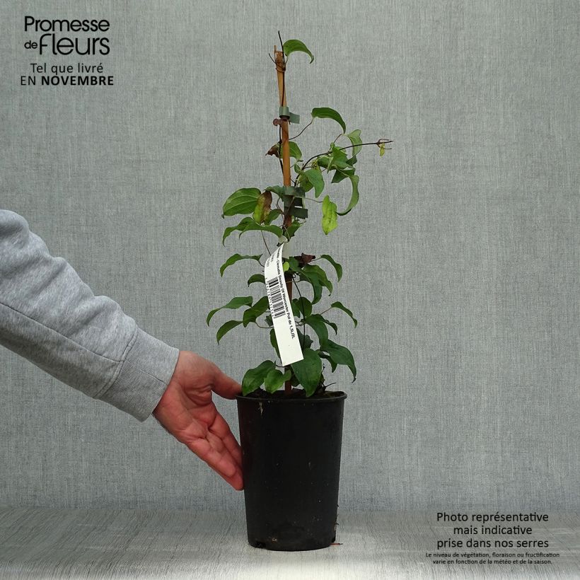 Spécimen de Clématite - Clematis Beauty Of Worcester Pot de 1,5L/2L tel que livré en automne