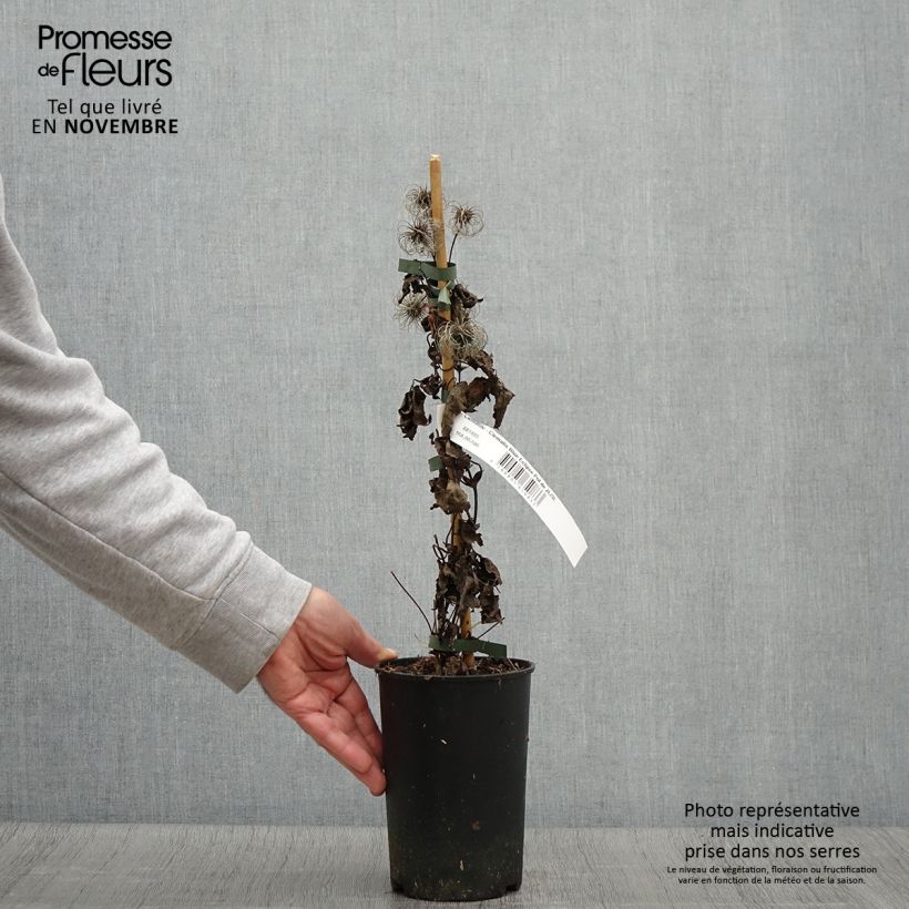 Spécimen de Clématite - Clematis Blue Eclipse Pot de 2L/3L tel que livré en automne