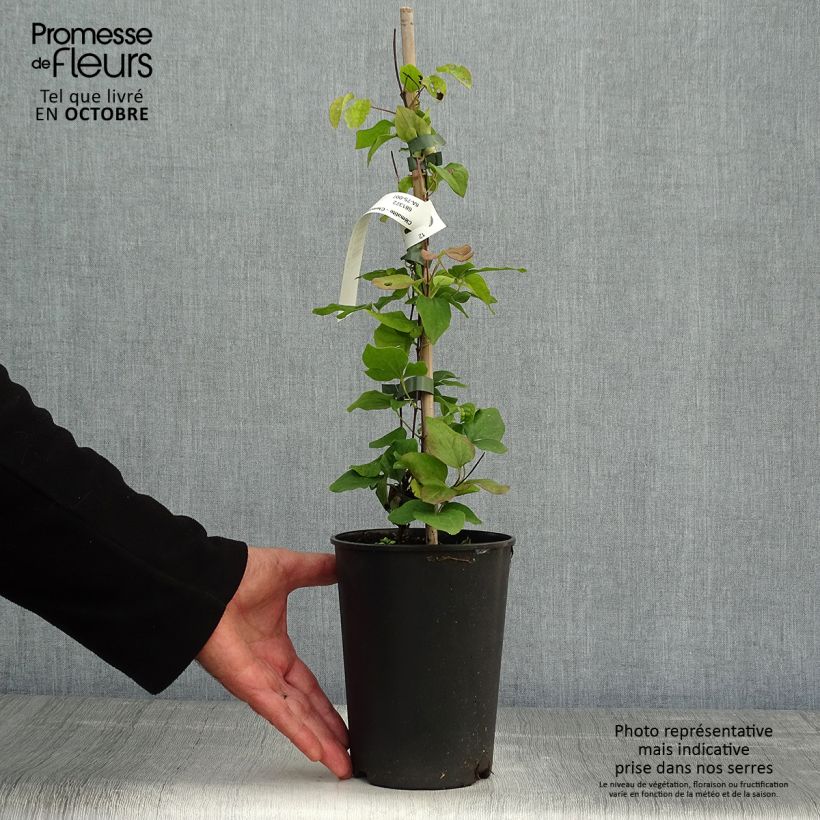 Spécimen de Clématite - Clematis Blue Light Pot de 1,5L/2L tel que livré en automne