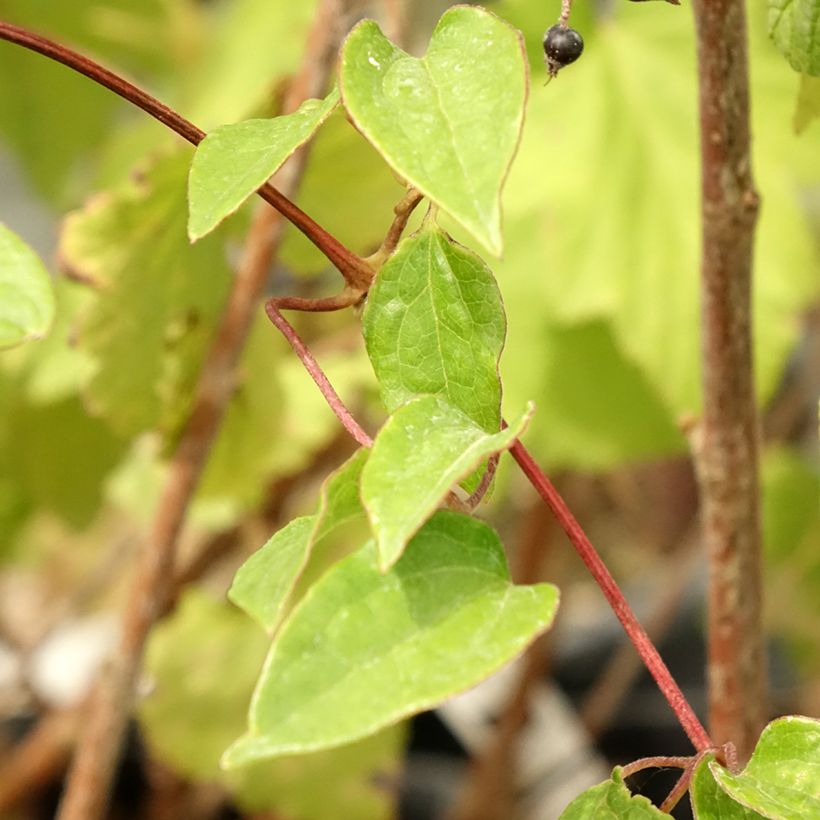 Clématite - Clematis Cezanne (Feuillage)