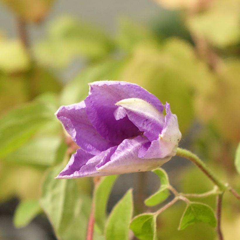 Clématite - Clematis Cezanne (Floraison)