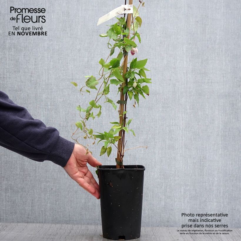 Spécimen de Clématite - Clematis cirrhosa Lansdowne Gem Pot de 2L/3L tel que livré en automne