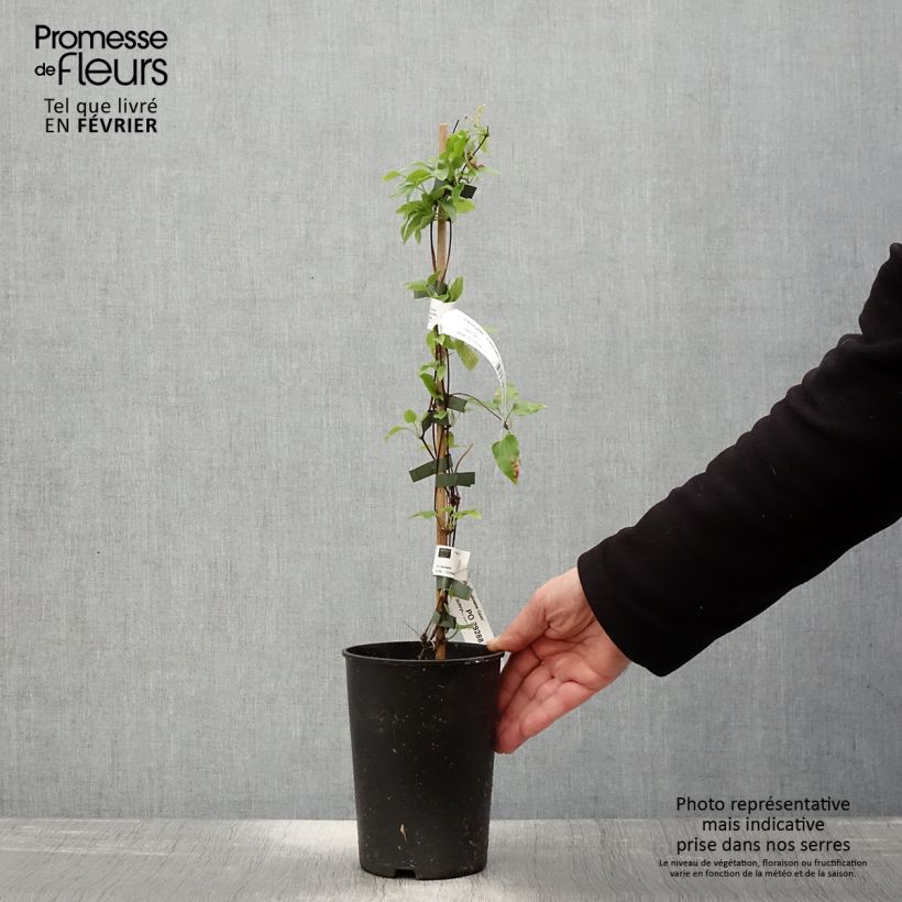 Spécimen de Clématite - Clematis cirrhosa Lansdowne Gem Pot de 2L/3L tel que livré en hiver