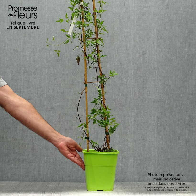 Spécimen de Clématite - Clematis cirrhosa Winter Parasol Pot de 2L/3L tel que livré en automne