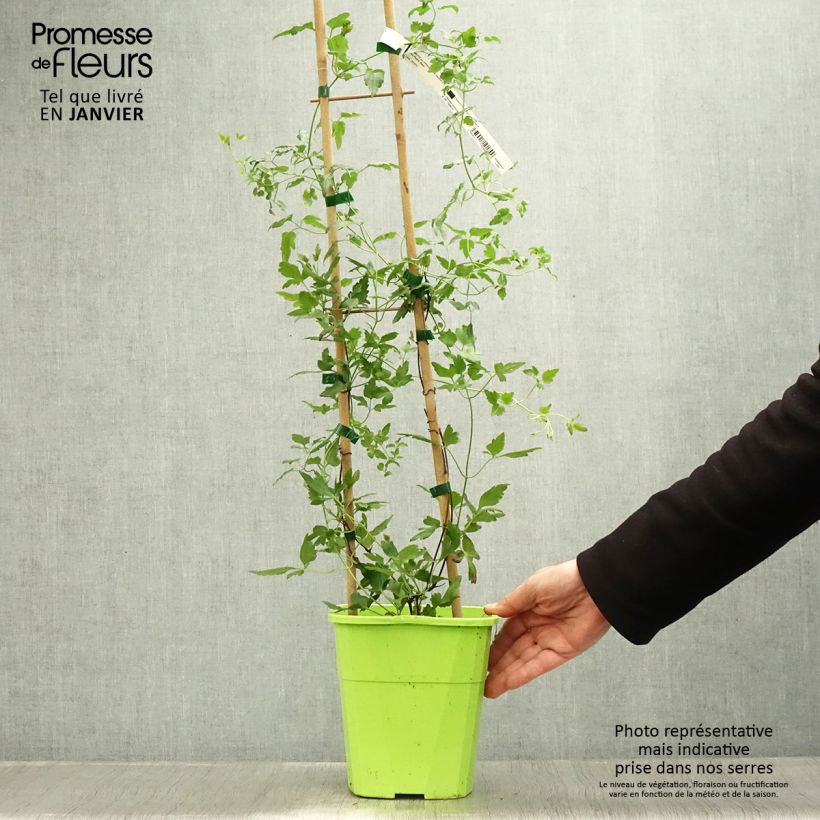 Spécimen de Clématite - Clematis cirrhosa Winter Parasol Pot de 2L/3L tel que livré en hiver