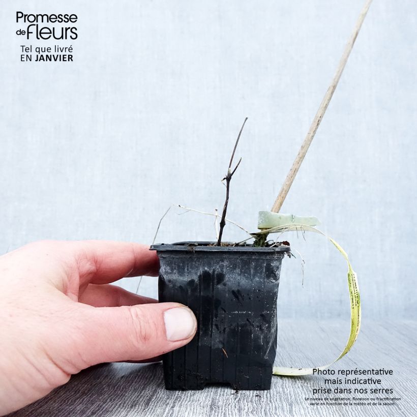 Spécimen de Clématite - Clematis Comtesse de Bouchaud Godet de 8/9 cm tel que livré en hiver