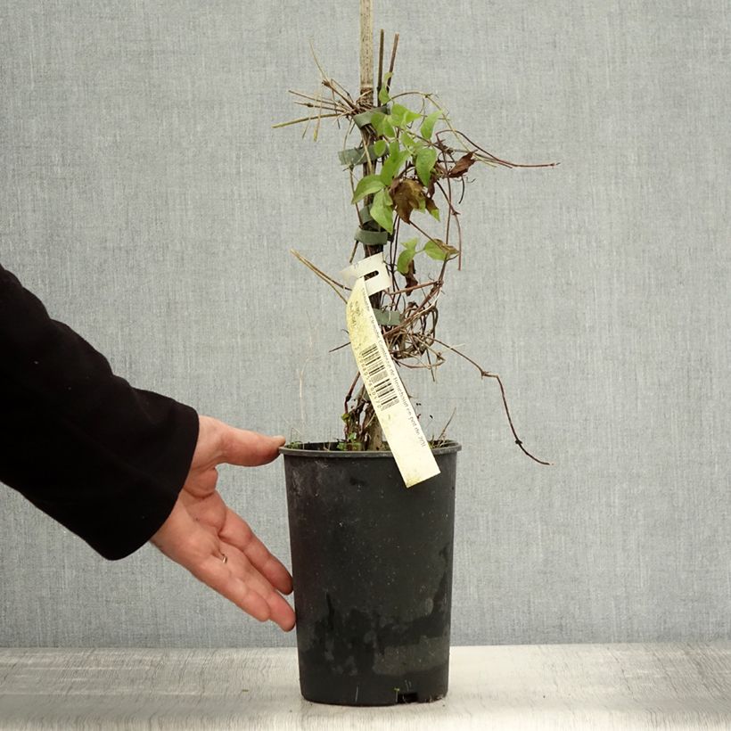 Spécimen de Clématite - Clematis Comtesse de Bouchaud Pot de 2L/3L tel que livré en automne