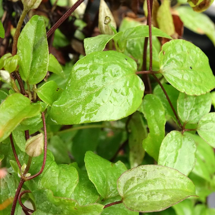 Clématite - Clematis Comtesse de Bouchaud (Feuillage)