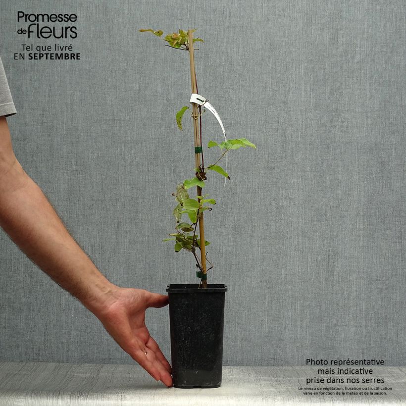 Spécimen de Clématite - Clematis Couronne Royale (= Haku Ookan) Pot de 1,5L/2L tel que livré en automne