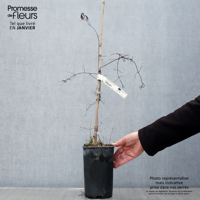 Spécimen de Clématite - Clematis Crystal Fountain Pot de 2L/3L tel que livré en hiver