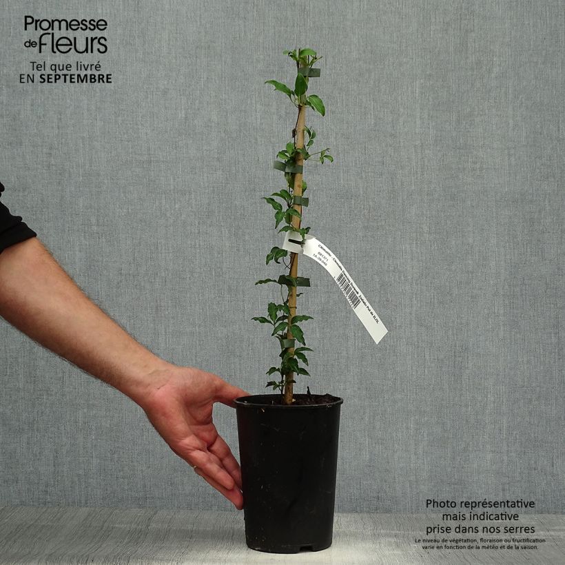Spécimen de Clématite - Clematis Dancing Dorien®  Zodado Pot de 2L/3L tel que livré en automne