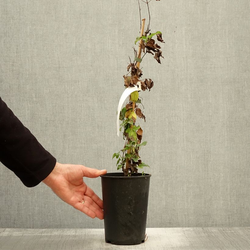 Spécimen de Clématite - Clematis Destiny Pot de 1,5L/2L tel que livré en automne
