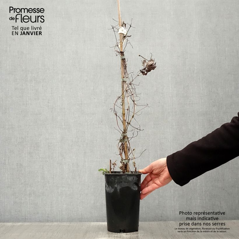 Spécimen de Clématite - Clematis Diamantina Pot de 2L/3L tel que livré en hiver
