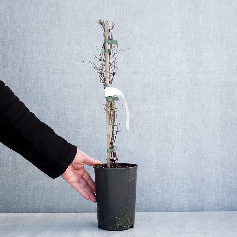 Spécimen de Clématite - Clematis diversifolia Stella Bella Pot de 1,5L/2L tel que livré en hiver