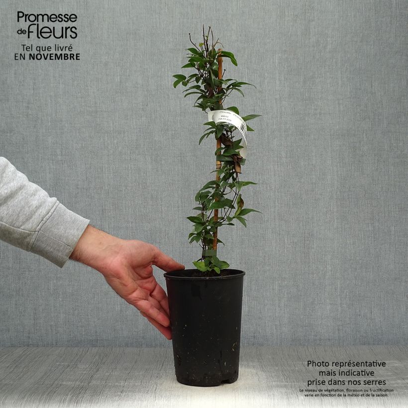 Spécimen de Clématite - Clematis diversifolia White Arabella Pot de 2L/3L tel que livré en automne