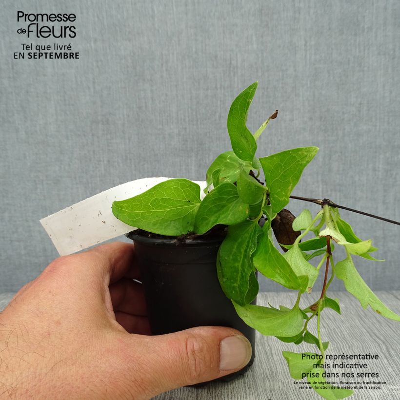 Spécimen de Clématite - Clematis Docteur Ruppel Godet de 8/9 cm tel que livré en automne