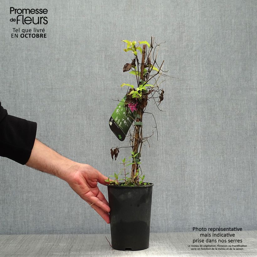 Spécimen de Clématite - Clematis Docteur Ruppel Pot de 2L/3L tel que livré en automne