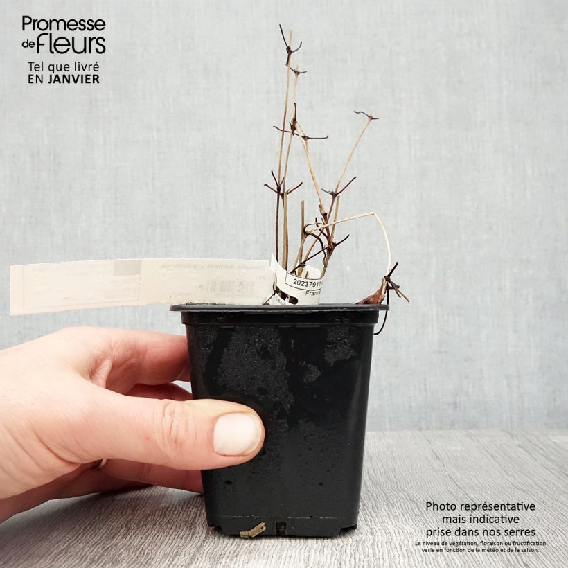 Spécimen de Clématite - Clematis Duchesse d'Edimbourg Godet de 8/9 cm tel que livré en hiver