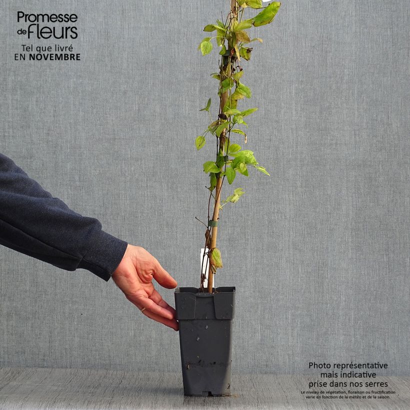 Spécimen de Clématite - Clematis Eriostemon Pot de 2L/3L tel que livré en automne