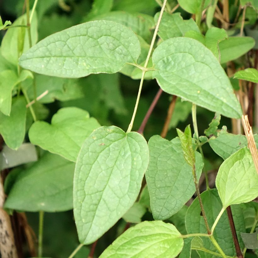 Clématite - Clematis Eriostemon (Feuillage)
