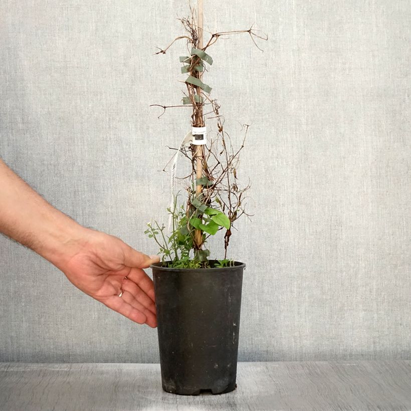 Spécimen de Clématite - Clematis Etoile Nacrée Pot de 2L/3L tel que livré en automne