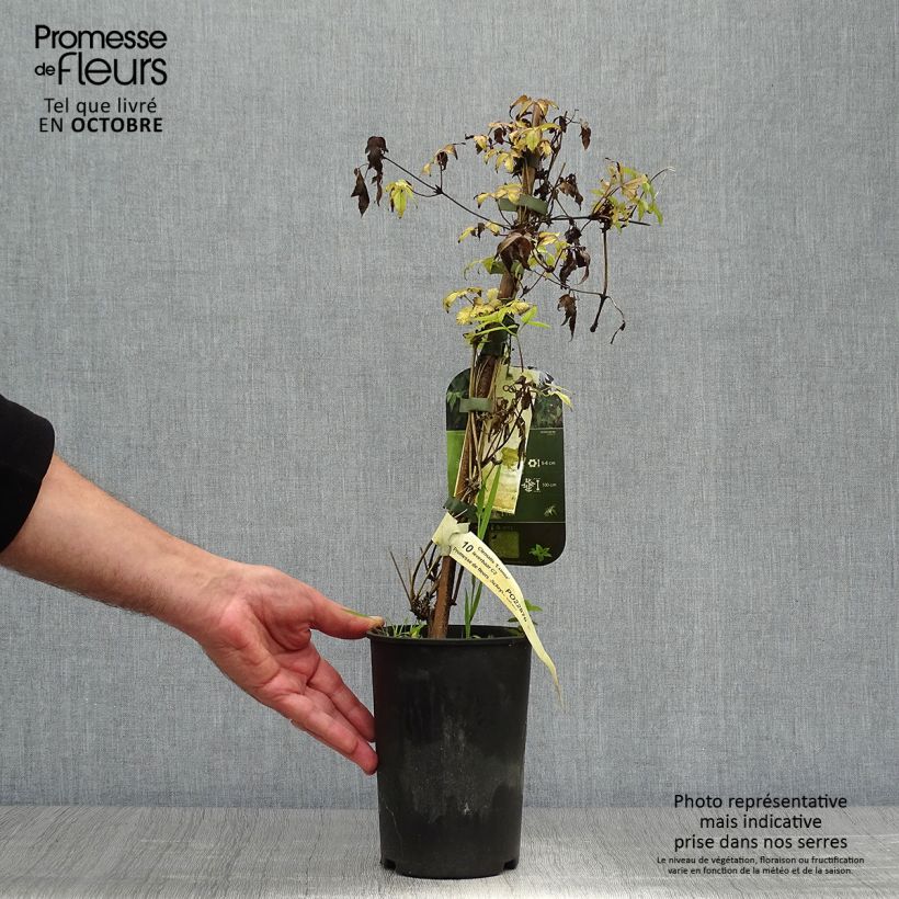 Spécimen de Clématite - Clematis Eximia Pot de 2L/3L tel que livré en automne