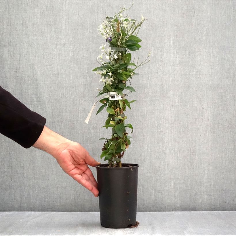 Spécimen de Clématite - Clematis flammula Aromatica Pot de 2L/3L tel que livré en automne