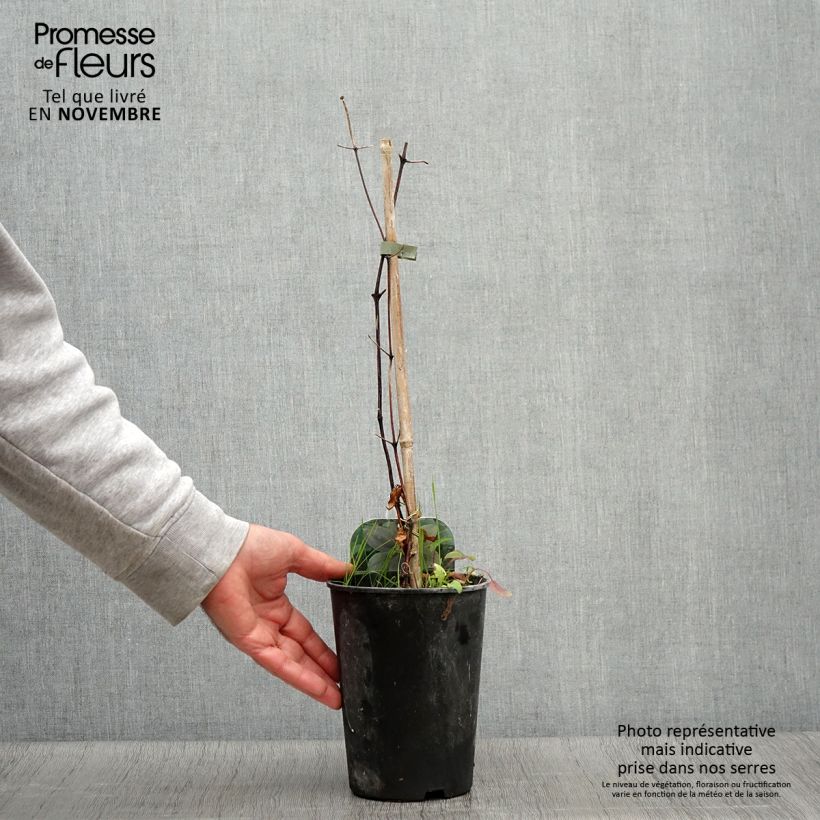 Spécimen de Clématite - Clematis Fuji Musume Pot de 2L/3L tel que livré en automne